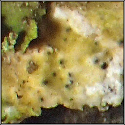 Didymocyrtis foliaceiphila