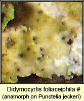 Didymocyrtis foliaceiphila (Phoma foliaceiphila)