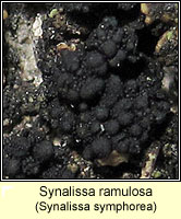 Synalissa ramulosa