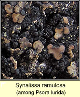 Synalissa ramulosa