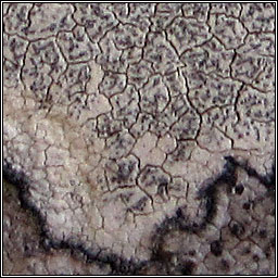 Roccellographa circumscripta