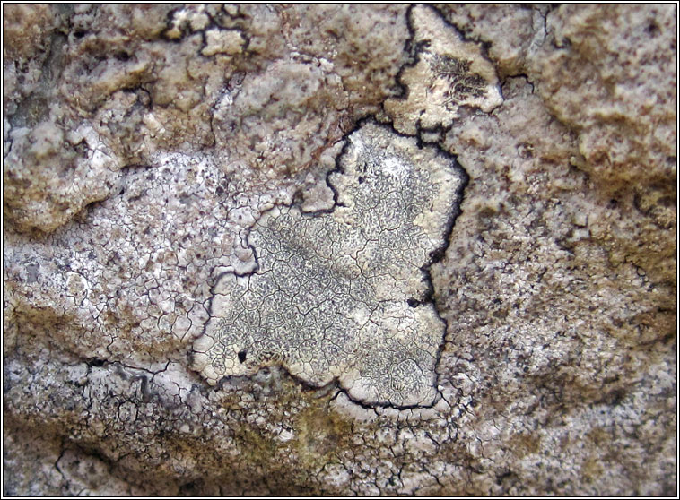 Roccellographa circumscripta