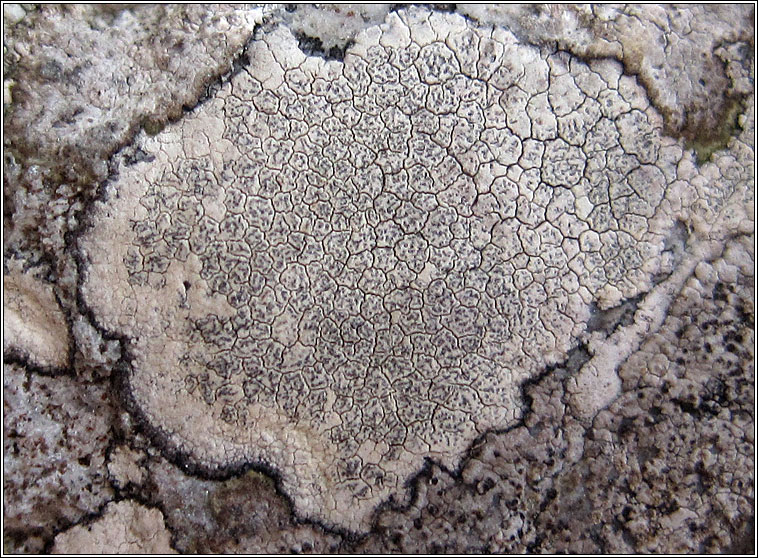 Roccellographa circumscripta