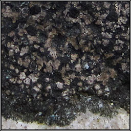 Rhizocarpon richardii