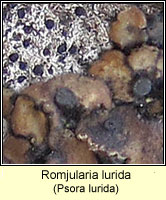 Romjularia lurida, Psora lurida