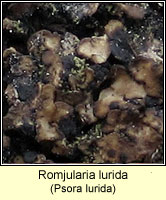 Romjularia lurida