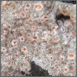 Petractis hypoleuca