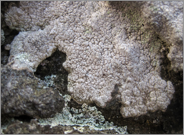 Pertusaria pseudocorallina