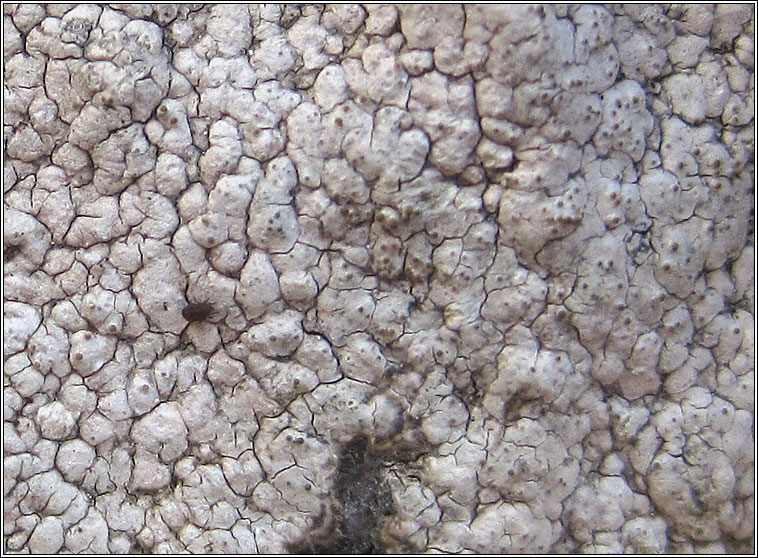 Pertusaria pseudocorallina