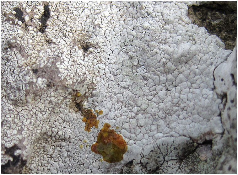 Pertusaria pseudocorallina