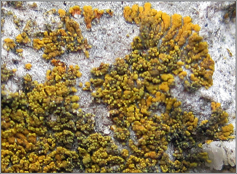 Caloplaca granulosa