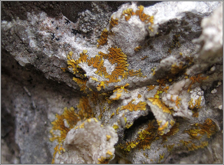 Caloplaca cirrochroa