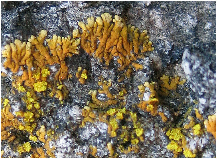 Caloplaca cirrochroa