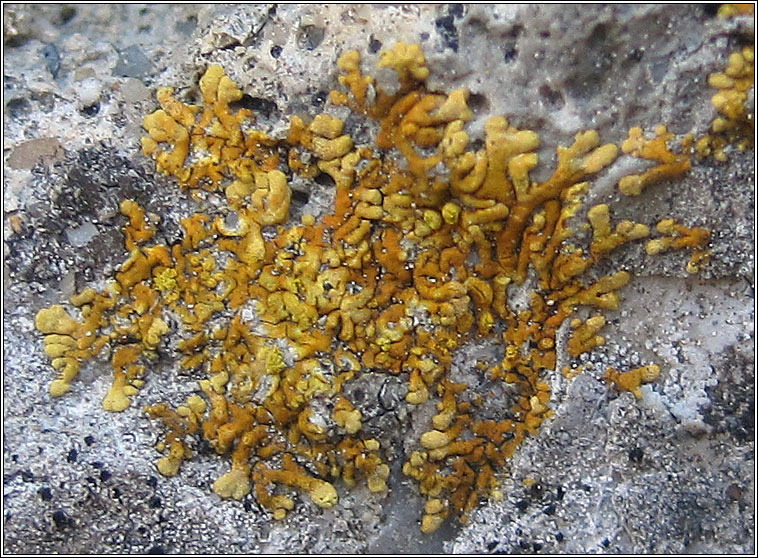 Caloplaca cirrochroa