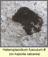 Heteroplacidium fuscellum