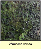 Verrucaria dolosa