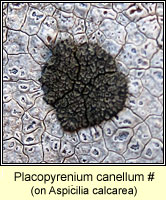 Placopyrenium canellum