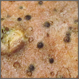 Alloarthopyrenia italica, Arthopyrenia cinereopruinosa