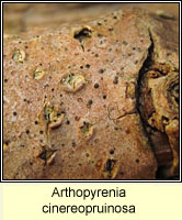 Arthopyrenia cinereopruinosa