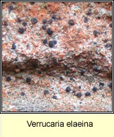 Verrucaria elaeina