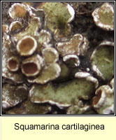 Squamarina cartilaginea