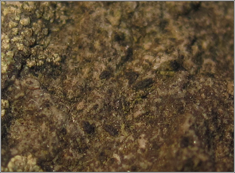 Opegrapha saxigena