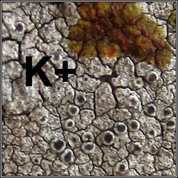 Lecanora praepostera