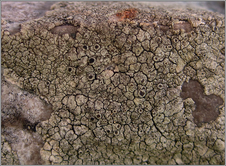 Lecanora praepostera