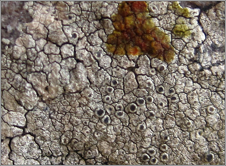 Lecanora praepostera