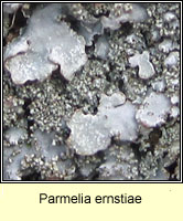 Parmelia ernstiae