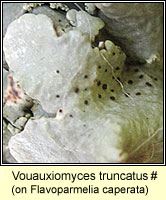 Vouauxiomyces truncatus (Abrothallus microspermus)