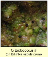 Q Endococcus