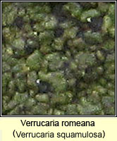 Verrucaria squamulosa