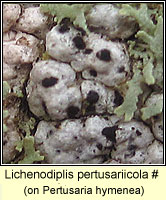 Laeviomyces pertusariicola 