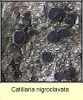 Catillaria nigroclavata