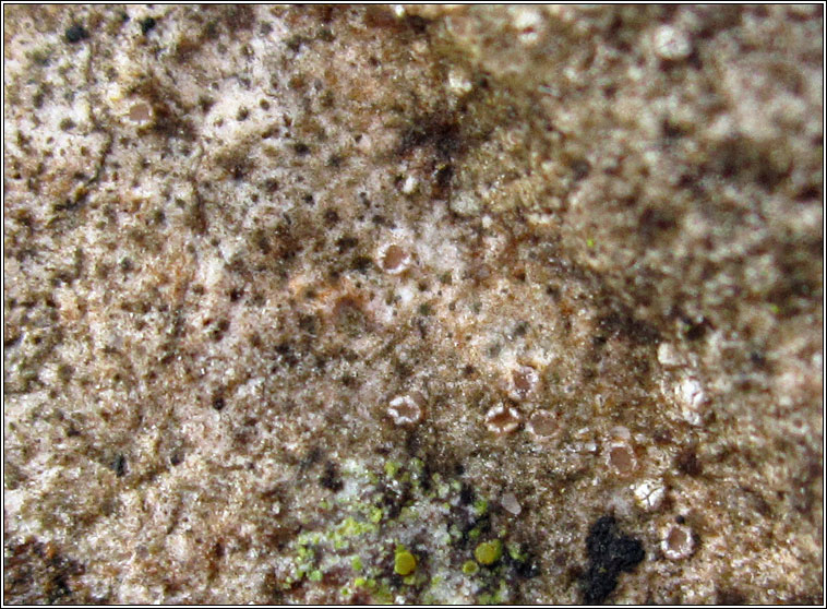 Petractis nodispora