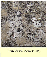 Thelidium incavatum