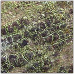 Lecanora intricata