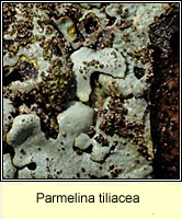 Parmelina tiliacea