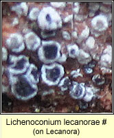 Lichenoconium lecanorae