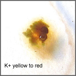 Diplotomma chlorophaeum