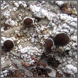 Lecanora horiza