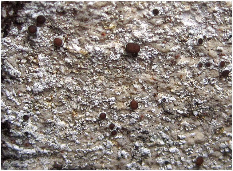 Lecanora horiza