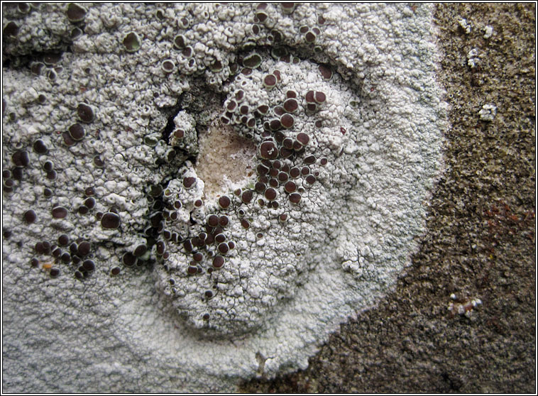 Lecanora horiza