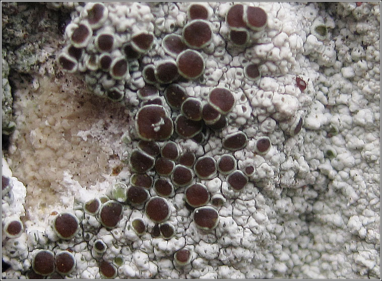 Lecanora horiza