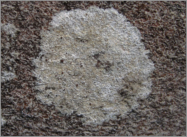 Lecanora horiza