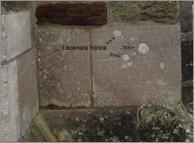 Lecanora horiza