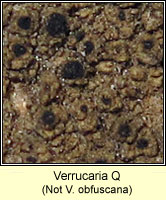 Verrucaria Q