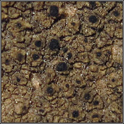 Verrucaria Q