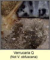 Verrucaria Q